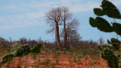 Madagaskar copyright piotr nogal 20191101_101159 Madagaskar copyright piotr nogal 20191101_101159