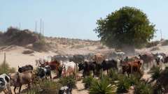 Madagaskar copyright piotr nogal 20191106_083045 Madagaskar copyright piotr nogal 20191106_083045