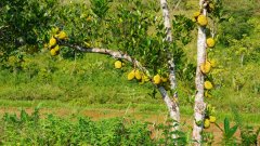 Madagaskar copyright piotr nogal 20191109_082231 Madagaskar copyright piotr nogal 20191109_082231