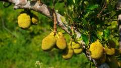 Madagaskar copyright piotr nogal 20191109_082248 Madagaskar copyright piotr nogal 20191109_082248