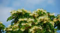 Madagaskar copyright piotr nogal 20191109_085710