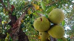 Madagaskar copyright piotr nogal 20191109_100705 Madagaskar copyright piotr nogal 20191109_100705