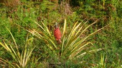 Madagaskar copyright piotr nogal 20191110_073813 Madagaskar copyright piotr nogal 20191110_073813