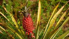 Madagaskar copyright piotr nogal 20191110_073821 Madagaskar copyright piotr nogal 20191110_073821