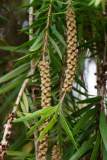 Madagaskar copyright piotr nogal 20191116_081953
