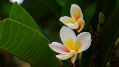 Madagaskar copyright piotr nogal 20191116_084700
