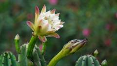 Madagaskar copyright piotr nogal 20191117_072926