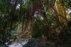 hawaii 010 copyright piotr nogal