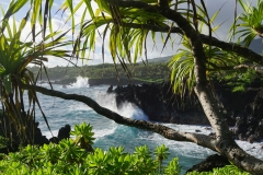 hawaii 034 copyright piotr nogal