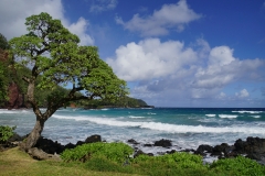 hawaii 046 copyright piotr nogal