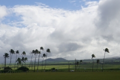 hawaii 258 copyright piotr nogal