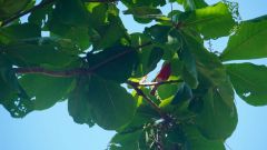 Mauritius copyright piotr nogal 20191128_095141