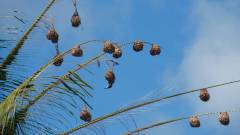 Mauritius copyright piotr nogal 20191128_100813