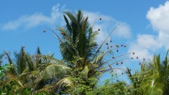 Mauritius copyright piotr nogal 20191128_100839