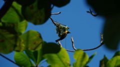 Mauritius copyright piotr nogal 20191128_102958