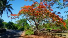 Mauritius copyright piotr nogal 20191128_145523