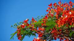 Mauritius copyright piotr nogal 20191128_145600