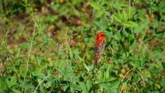 Mauritius copyright piotr nogal 20191129_150849