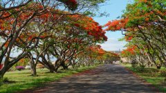 Mauritius copyright piotr nogal 20191129_155336