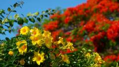 Mauritius copyright piotr nogal 20191129_155440