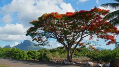 Mauritius copyright piotr nogal 20191129_155504