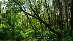 Mauritius copyright piotr nogal 20191130_103736