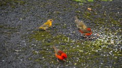 Mauritius copyright piotr nogal 20191130_114351