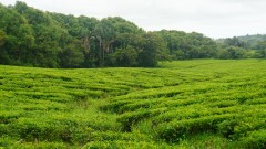Mauritius copyright piotr nogal 20191130_115454