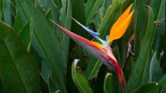 Mauritius copyright piotr nogal 20191130_122035