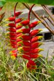 Mauritius copyright piotr nogal 20191201_132122