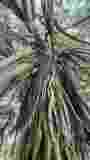 Mauritius copyright piotr nogal 20191202_101506_compress68