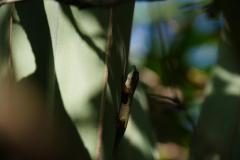 Mauritius copyright piotr nogal 20191202_145548
