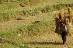 025-Nepal-annapurna-copyright-piotr-nogal