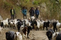 089-Nepal-annapurna-copyright-piotr-nogal