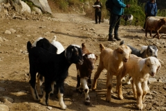090-Nepal-annapurna-copyright-piotr-nogal
