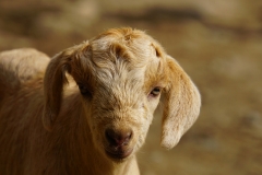 091-Nepal-annapurna-copyright-piotr-nogal