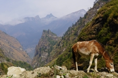 097-Nepal-annapurna-copyright-piotr-nogal