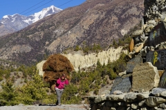 146-Nepal-annapurna-copyright-piotr-nogal 146-Nepal-annapurna-copyright-piotr-nogal