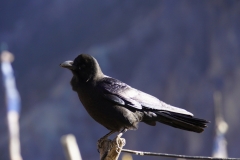 202-Nepal-annapurna-copyright-piotr-nogal 202-Nepal-annapurna-copyright-piotr-nogal