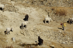 204-Nepal-annapurna-copyright-piotr-nogal 204-Nepal-annapurna-copyright-piotr-nogal