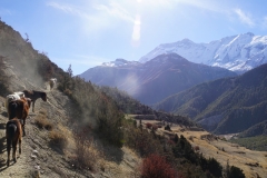 242-Nepal-annapurna-copyright-piotr-nogal 242-Nepal-annapurna-copyright-piotr-nogal