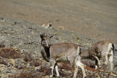 336-Nepal-annapurna-copyright-piotr-nogal 336-Nepal-annapurna-copyright-piotr-nogal