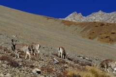 337-Nepal-annapurna-copyright-piotr-nogal 337-Nepal-annapurna-copyright-piotr-nogal