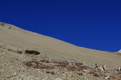 338-Nepal-annapurna-copyright-piotr-nogal 338-Nepal-annapurna-copyright-piotr-nogal