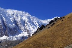 346-Nepal-annapurna-copyright-piotr-nogal 346-Nepal-annapurna-copyright-piotr-nogal