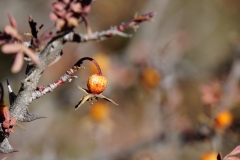 365-Nepal-annapurna-copyright-piotr-nogal 365-Nepal-annapurna-copyright-piotr-nogal
