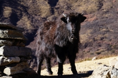 374-Nepal-annapurna-copyright-piotr-nogal 374-Nepal-annapurna-copyright-piotr-nogal