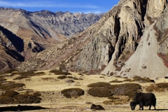 375-Nepal-annapurna-copyright-piotr-nogal