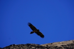 380-Nepal-annapurna-copyright-piotr-nogal 380-Nepal-annapurna-copyright-piotr-nogal