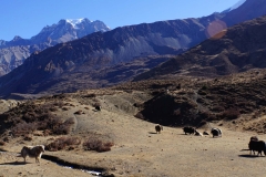 443-Nepal-annapurna-copyright-piotr-nogal 443-Nepal-annapurna-copyright-piotr-nogal